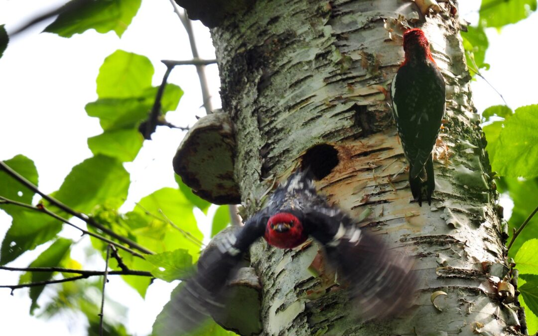 Woodpecker nest halts construction of TMX pipeline near Bridal Falls, B.C.