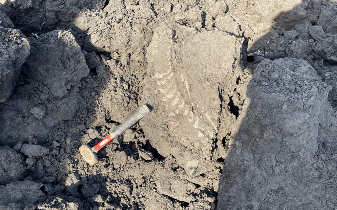 Suncor finds Alberta’s oldest plesiosaur fossil at Mildred Lake