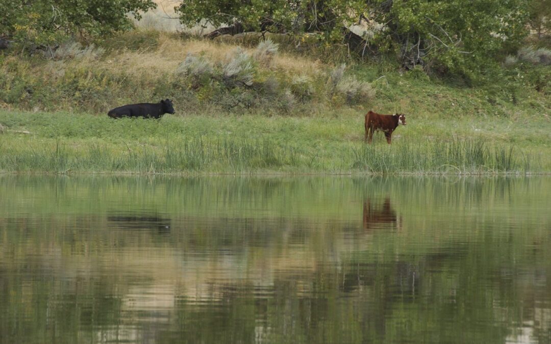Biden plan would open leases to conservation, not just drilling and grazing