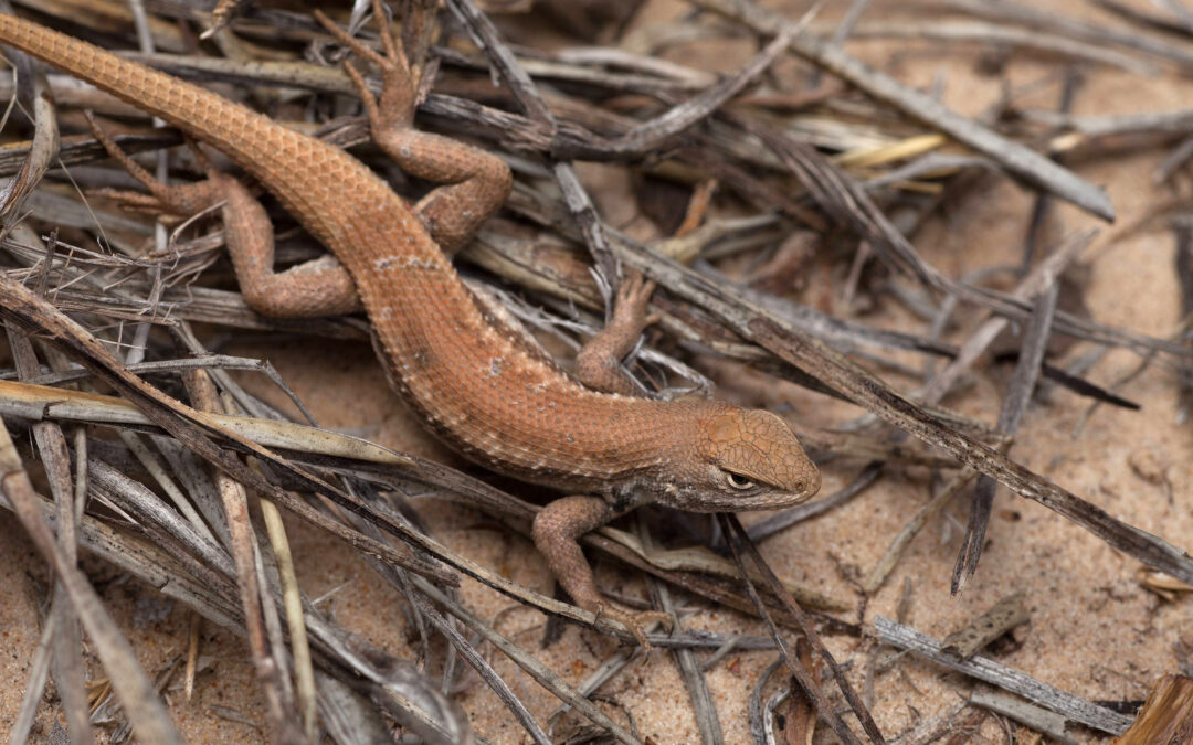 New endangered listing for rare lizard could slow oil and gas drilling in New Mexico and West Texas